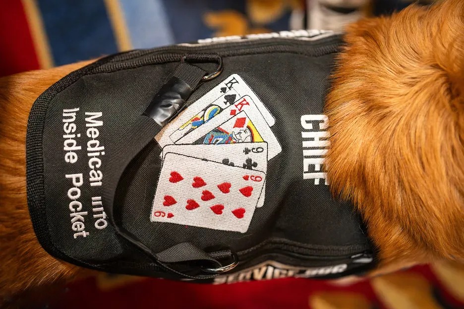带着金毛打WSOP？“没有它，我可能会死在牌桌上”